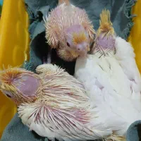 جوجه|پرنده|تهران, مسعودیه|دیوار