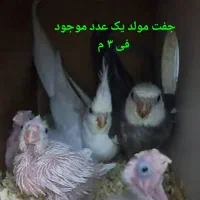 طوطی عروس جفت مولد