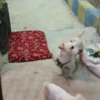سگ جک راسل