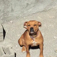 پیتبول بولی امریکن