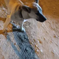 گمشده|سگ|ملکشاهی, |دیوار