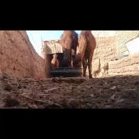 4نفرشترهاشی ماده قیمت دانه 60تدمن 55میدم پای