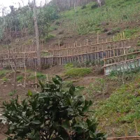 کلبه 40 متری لاهیجان زمین 1100 متری زیر قیمت|فروش زمین و ملک کلنگی|لاهیجان, آهندان|دیوار