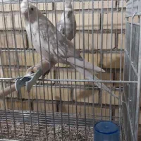 فروش جفت عروس وایت فیس عالی