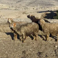 فروش 4راس تقلی قوچ بختیاری