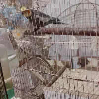 عروس هلندی|پرنده|کیاشهر, |دیوار