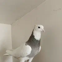 کبوتر طوقی|پرنده|هشتگرد, مدرس|دیوار