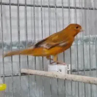 فروش قناری ماده شتری و سرخ سوخته|پرنده|مرودشت, بیست متری بیمارستان|دیوار