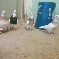 5 عدد کبوتر طوقی نژاد دار|پرنده|اسدآباد, |دیوار