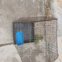 قفس پرنده صحیح سالم مرتب.