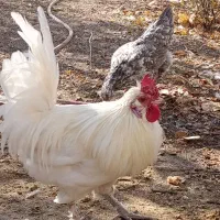 خروس|حیوانات مزرعه|قزوین, |دیوار