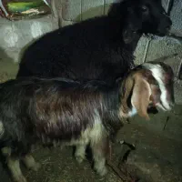 بز ماده|حیوانات مزرعه|خلیفان, |دیوار