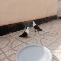 سه جفت کفتر عالی ضمانتی