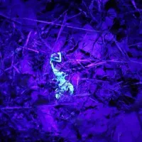 چراغ قوه خاص|کوهنوردی و کمپینگ|زاهدان, |دیوار