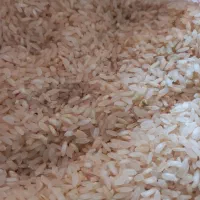 برنج  کامفیروری و خرده برنج کامفیرور و فجر|خوردنی و آشامیدنی|شیراز, میانرود|دیوار