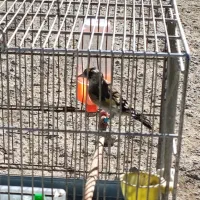 دوتا جوجه سهره نر زیر دهن|پرنده|دیواندره, |دیوار