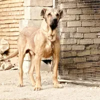 سگ سرابی خالص نسل بلبل