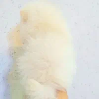 پامرانین خرسی عروسکی|سگ|اصفهان, پینارت|دیوار