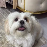 سگ شیتزو|سگ|مراغه, |دیوار