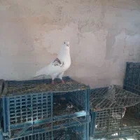 کبوتر بلند پرواز|پرنده|نوشین شهر, |دیوار