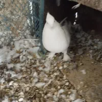 کبوتر طوقی|پرنده|سرپل ذهاب, |دیوار