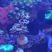 دلقک ماهی اکواریوم اب شور