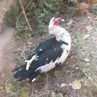 تعدادی بوغلمون واردک اسرائیلی برای فروش|حیوانات مزرعه|نسیم‌شهر, |دیوار