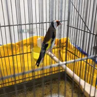 سهره نر شرور . جفتی قناری و سهره