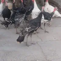 پرنده