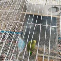 جفت مرغ عشق خوشگل وبالغ باسابقه جوجه دهی|پرنده|تربت جام, تیپ ۳۸ زرهی تربت جام|دیوار