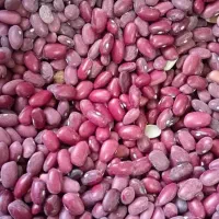 حبوبات|خوردنی و آشامیدنی|تهران, قصر فیروزه ۱|دیوار