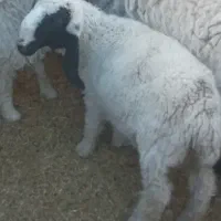 بره نر پاکستانی دم خونه ای۶ ماهه تقریبا