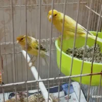 دو عدد قناری نر و ماده  فروشی