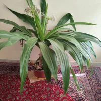 گل اشک ملکه چهار عدد بزرگ دونه ای 500