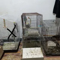 مرغ مینا عروس هلندی|پرنده|دزفول, |دیوار