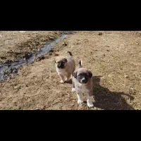 توله سگ معاوضه