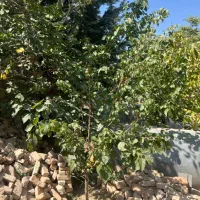 فروش فوری یه تیکه بهشت با درختای بارده|فروش زمین و ملک کلنگی|تهران, بوستان سرخه حصار|دیوار