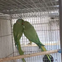 جفت ملنگو مولد با یدونه ماده