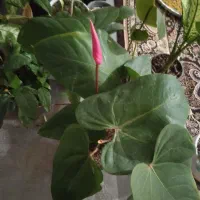گلها طبیعی|گل و گیاه طبیعی|شاهین دژ, |دیوار