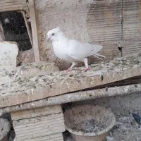 کبوتر گرفتنی پرشی معاوضه با کبوتر پلاکی|پرنده|قم, ولیعصر|دیوار