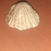 فسیل صدف|کلکسیون اشیاء عتیقه|تهران, مینای شمالی (مخبر)|دیوار