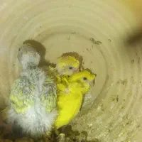 جفت مرغ عشق رینبو و سرلاکی  پروانه ای|پرنده|ایرانشهر, |دیوار