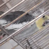 عروس هلندی دیروز گمشده|پرنده|آباده, |دیوار