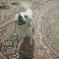 گمشده