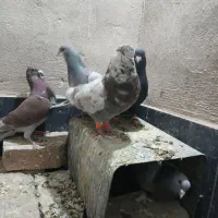 کفتر خوب|پرنده|شیراز, حومه شیراز|دیوار