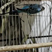 مرغ عشق|پرنده|گرمسار, |دیوار