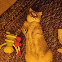 گربه اسکاتیش بریتیش