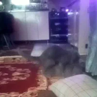 گربه ی اسکاتیش اصیل نژادباکیفیت|گربه|گلبهار, شهر جدید گلبهار|دیوار