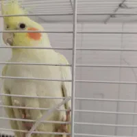 عروس هلندی بالغ