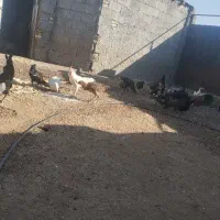 جوجه کوردی اصل|حیوانات مزرعه|کرمانشاه, |دیوار